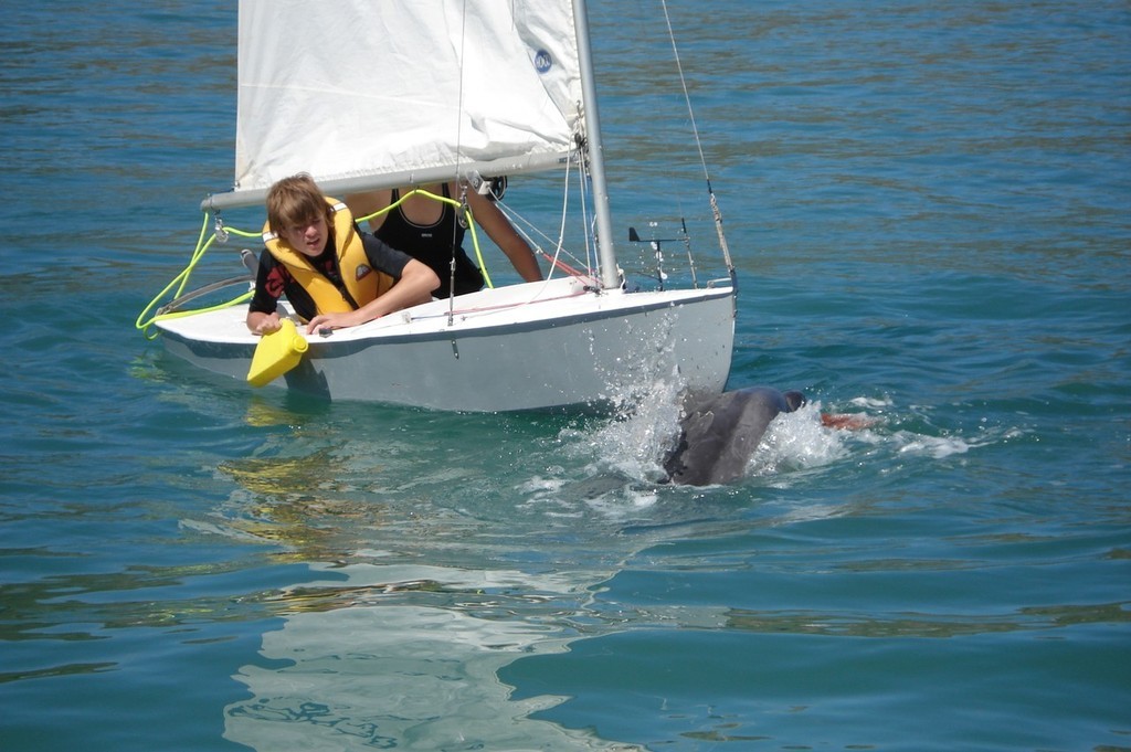 Moko teased sailors by coming up close and then racing away with the rudder for over an hour - Mahia Regatta © Peter Manson